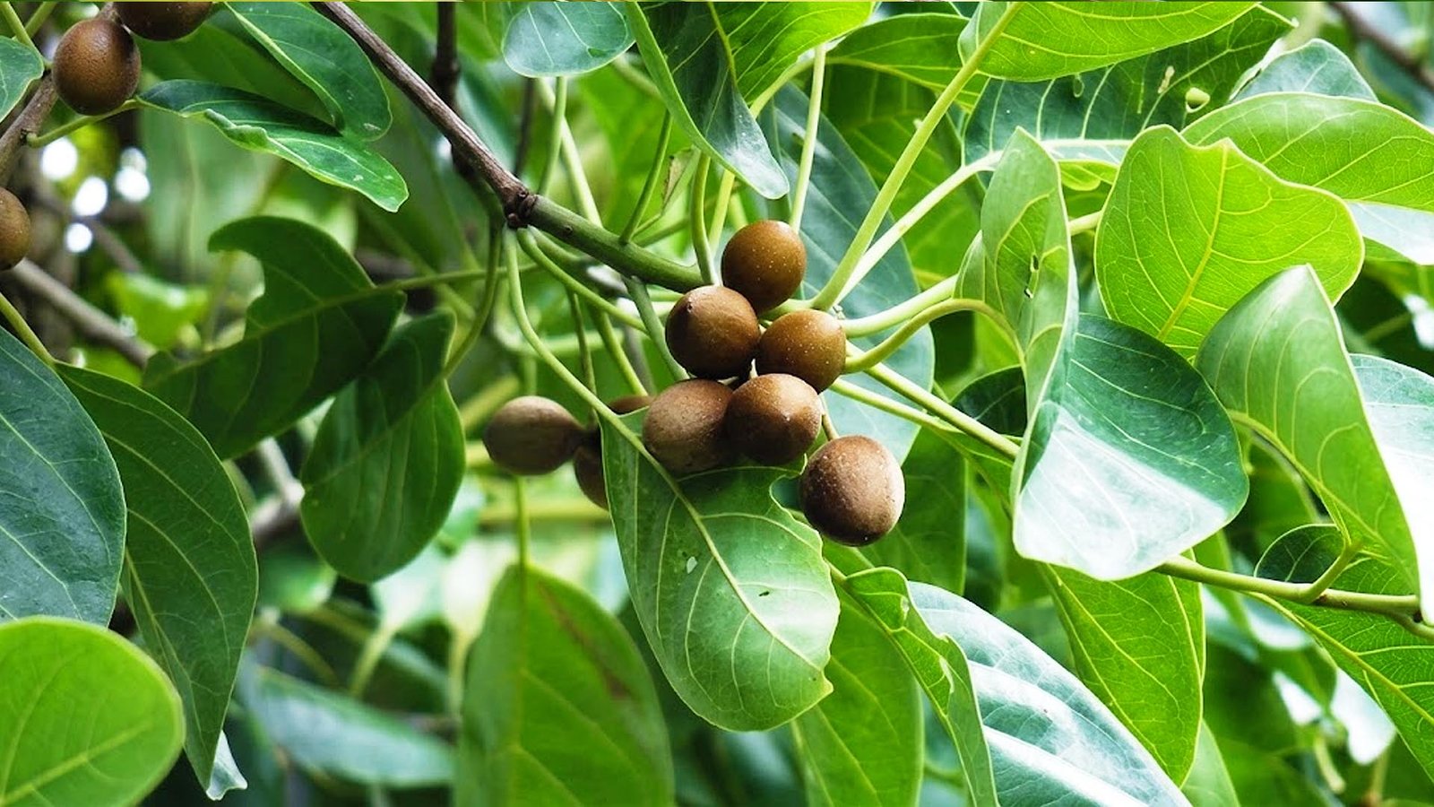 தான்றிக்காய்