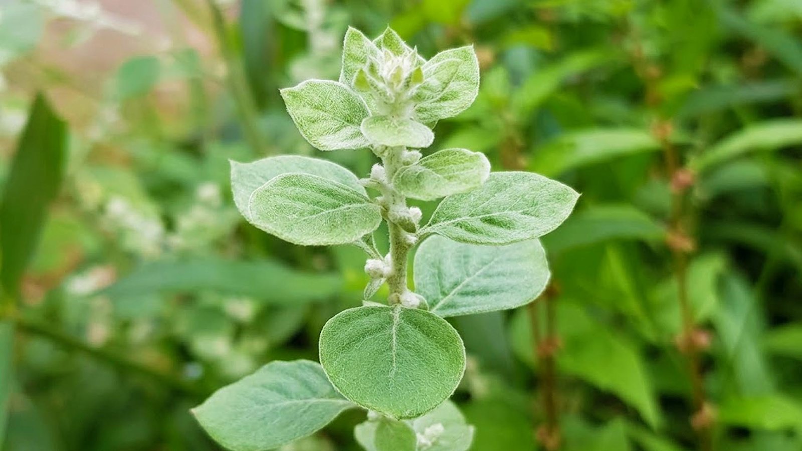 சிறுபீளை
