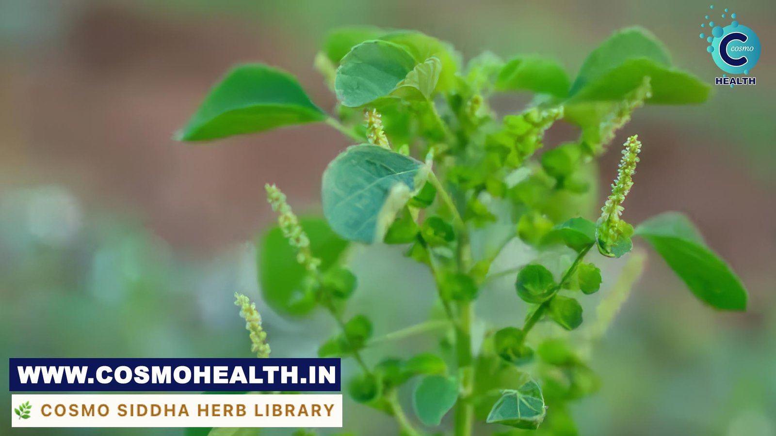 Indian Nettle