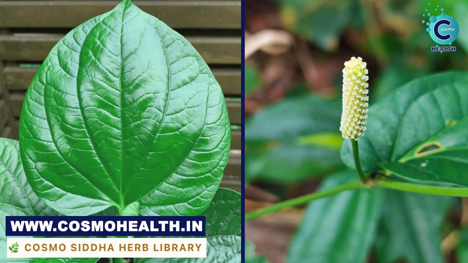 Betel Leaf
