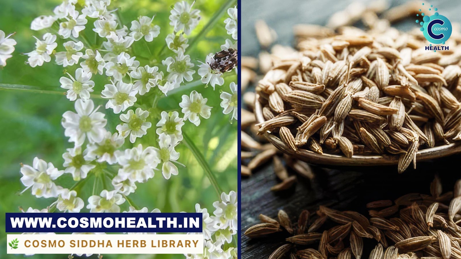 Cumin Seed
