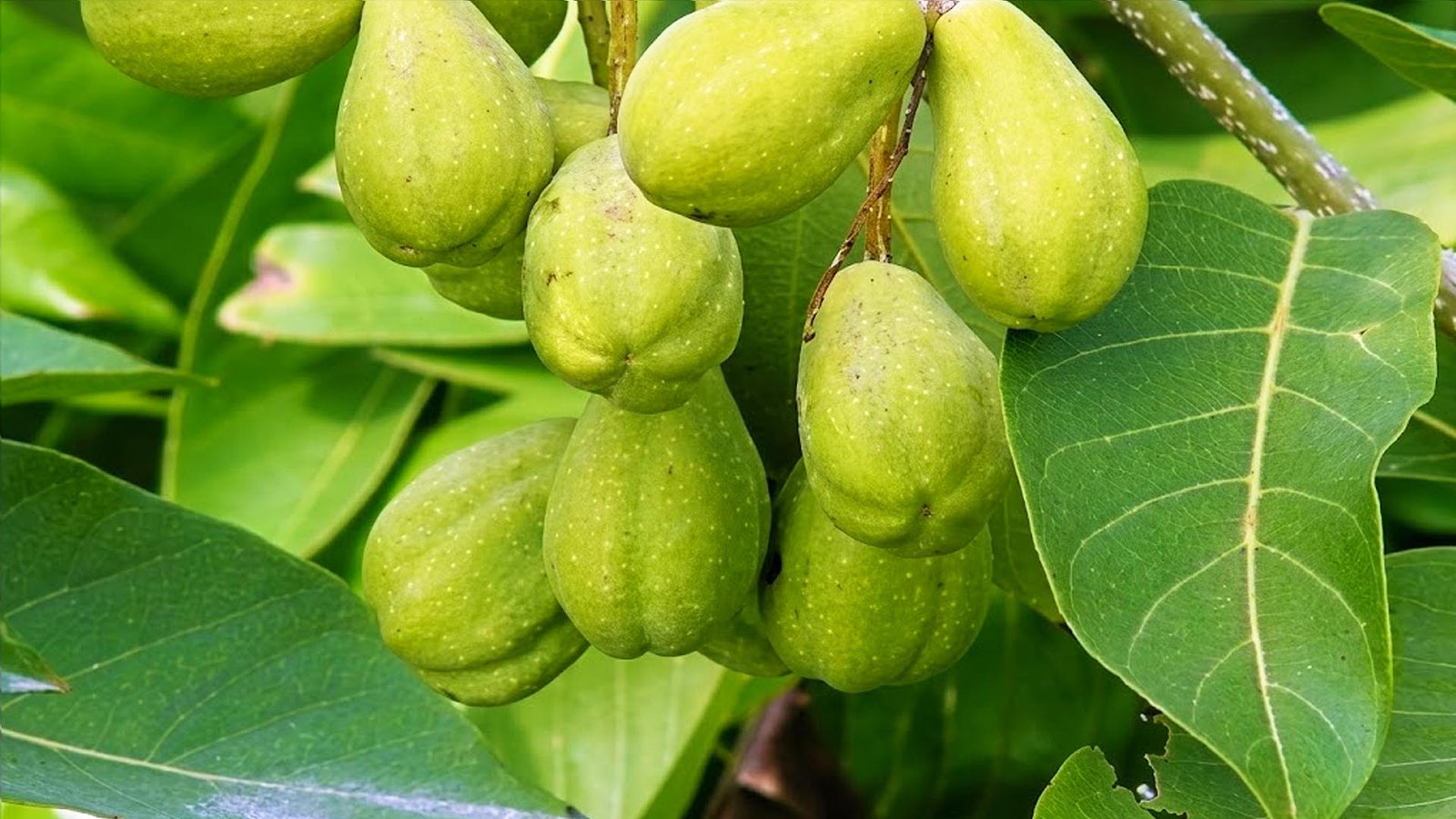 கடுக்காய்